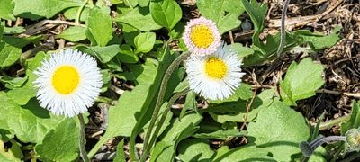 Erigeron procumbens, photographed by johnyochum