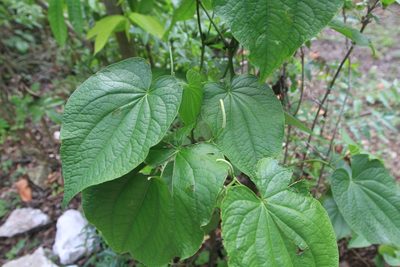 Piper marginatum, photographed by Brian Oakes Haiti Hunter