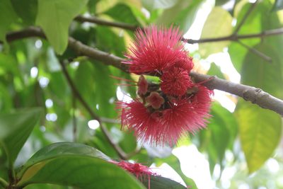 Syzygium malaccense, photographed by Brian Oakes Haiti Hunter