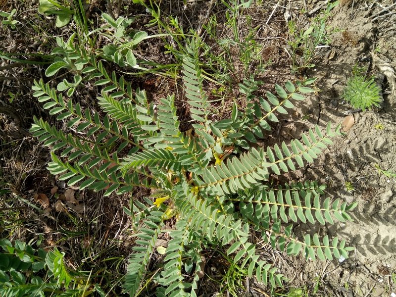 Astragalus boreoafricanus, photographed by Karim Haddad