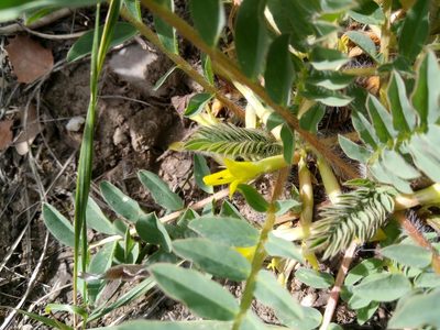Astragalus boreoafricanus, photographed by Karim Haddad