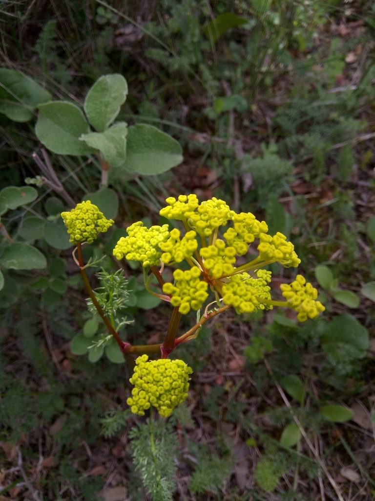 Ferulago lutea, photographed by Karim Haddad