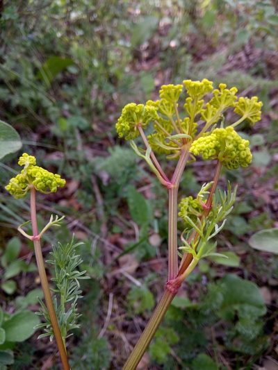 Ferulago lutea, photographed by Karim Haddad