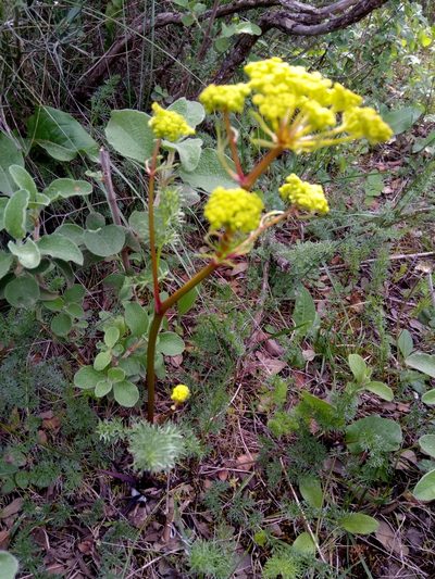Ferulago lutea, photographed by Karim Haddad