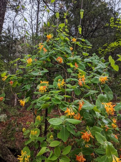 Lonicera flava, photographed by Nathan Aaron