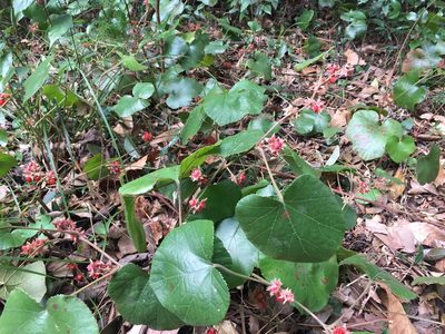 Rubus buergeri, photographed by Kim, Hyun-tae