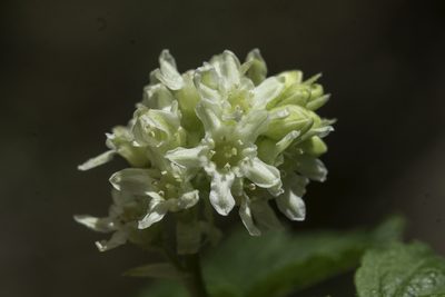 Ribes wolfii, photographed by Craig Martin