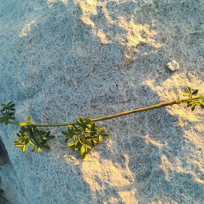 Psoralea repens, photographed by Dagmar Gleiss
