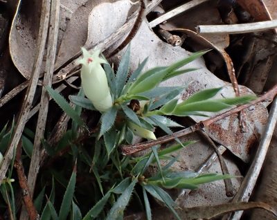 Styphelia pallida, photographed by botanygirl
