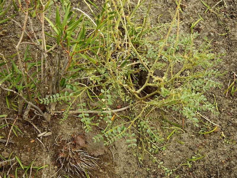 Adesmia grandiflora, photographed by Guillermo Debandi