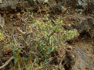 Berberis grevilleana, photographed by Guillermo Debandi