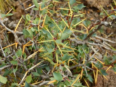 Berberis grevilleana, photographed by Guillermo Debandi