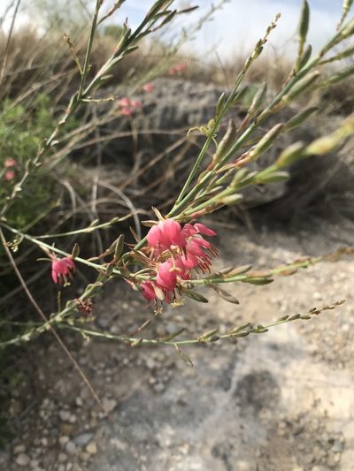 Oenothera calcicola, photographed by Chase Mathey