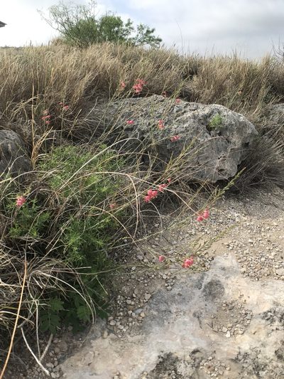 Oenothera calcicola, photographed by Chase Mathey
