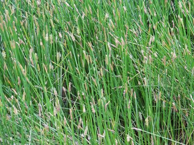 Eleocharis interstincta, photographed by johnyochum