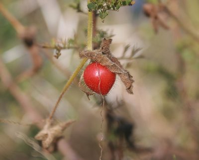 Kedrostis foetidissima, photographed by M Kriek