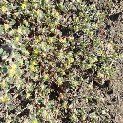 Acmispon brachycarpus, photographed by Daniel Levitis