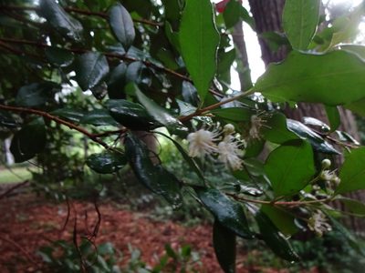 Myrcianthes fragrans, photographed by mikoikoi