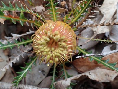 Banksia dallanneyi, photographed by botanygirl