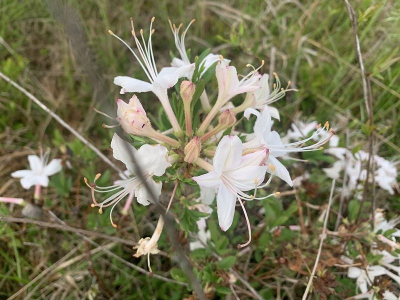Rhododendron atlanticum, photographed by Steve Taylor