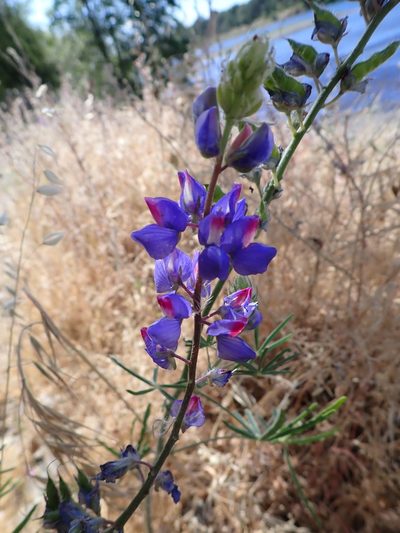 Lupinus benthamii, photographed by Steve Woodward