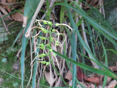 Pitcairnia albiflos, photographed by Victor Farjalla Pontes