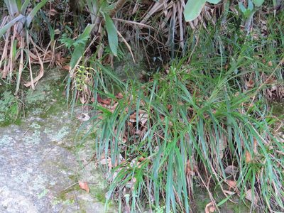 Pitcairnia albiflos, photographed by Victor Farjalla Pontes