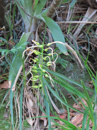 Pitcairnia albiflos, photographed by Victor Farjalla Pontes