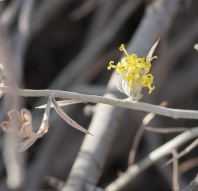 Tetradymia comosa, photographed by Jesse Rorabaugh
