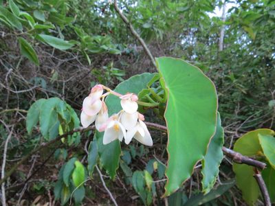 Begonia maculata, photographed by Victor Farjalla Pontes