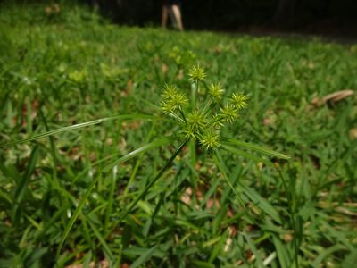 Cyperus croceus, photographed by mikoikoi