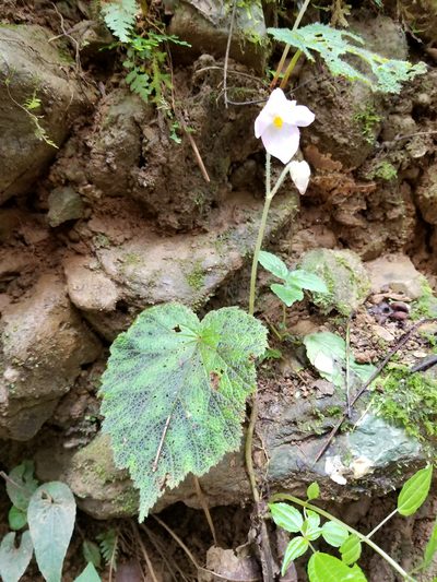 Begonia picta, photographed by Nash Turley