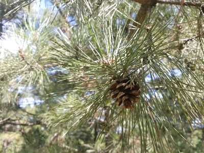 Pinus tabuliformis, photographed by Nash Turley