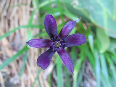 Barbacenia purpurea, photographed by Victor Farjalla Pontes