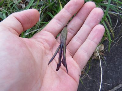 Barbacenia purpurea, photographed by Victor Farjalla Pontes