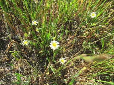 Microseris douglasii, photographed by Dorothy Johnson