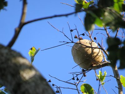 Lecythis pisonis, photographed by Victor Farjalla Pontes