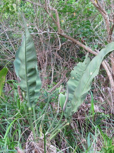 Anthurium coriaceum, photographed by Victor Farjalla Pontes