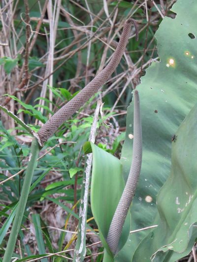 Anthurium coriaceum, photographed by Victor Farjalla Pontes