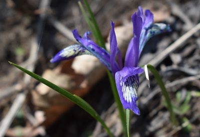 Iris uniflora, photographed by Repina Tatyana