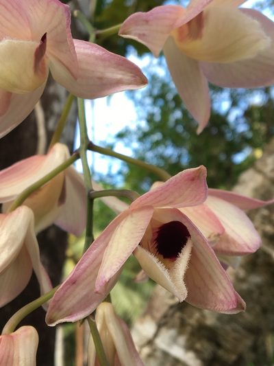 Dendrobium moschatum, photographed by Brook