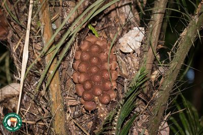 Astrocaryum aculeatissimum, photographed by Diogo Luiz