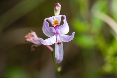 Calopogon pallidus, photographed by evangrimes