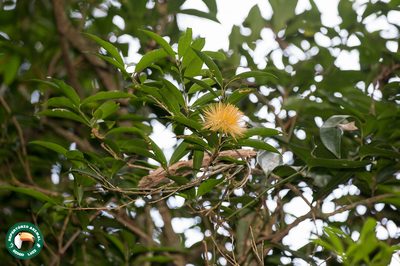 Stifftia chrysantha, photographed by Diogo Luiz