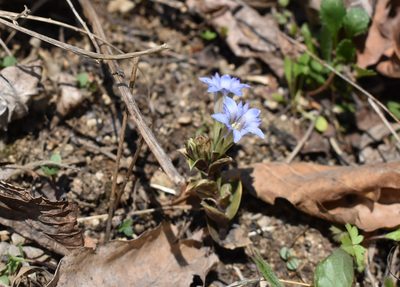 Gentiana zollingeri, photographed by Repina Tatyana