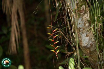 Vriesea simplex, photographed by Diogo Luiz