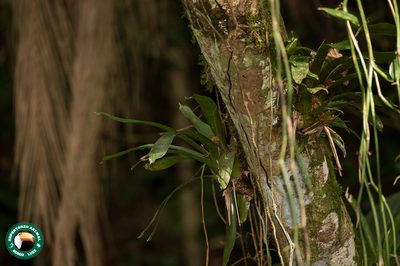 Vriesea simplex, photographed by Diogo Luiz