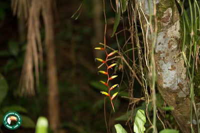 Vriesea simplex, photographed by Diogo Luiz