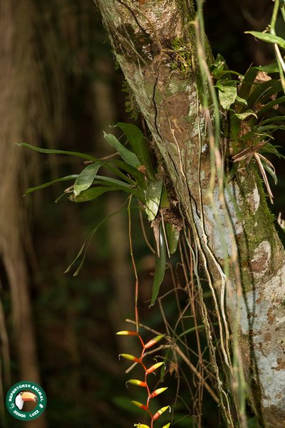 Vriesea simplex, photographed by Diogo Luiz
