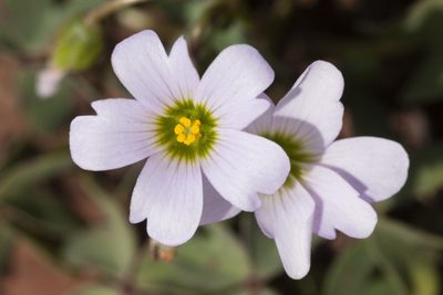 Oxalis caerulea, photographed by Cecelia Alexander